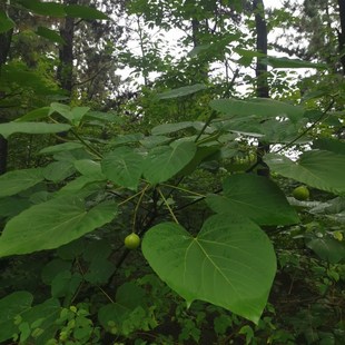 热销新鲜桐子树叶现摘现发粑粑叶包谷桐油蛋叶玉米粑叶油桐叶果麦