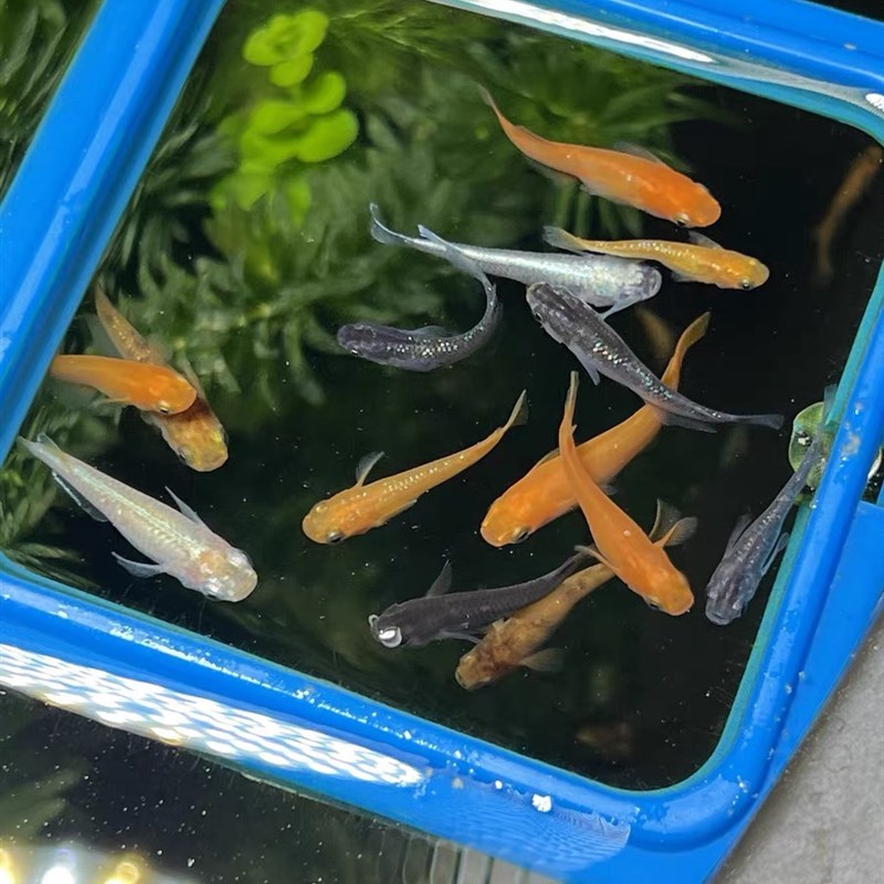 观背青鱂鱼冷水鱼稻田鱼迷你锦鲤鱼皮实好养不过滤不加温