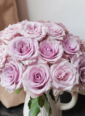 海洋之歌2j0支淡紫色玫瑰经典款