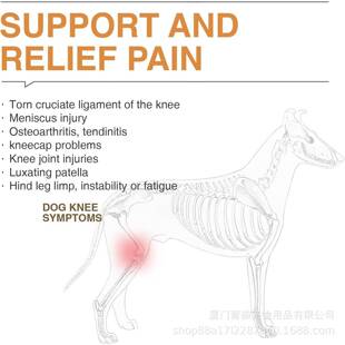 跨境热卖宠物狗疼护Acl不TAR护膝髋关节发育良关节缓解痛具绑带