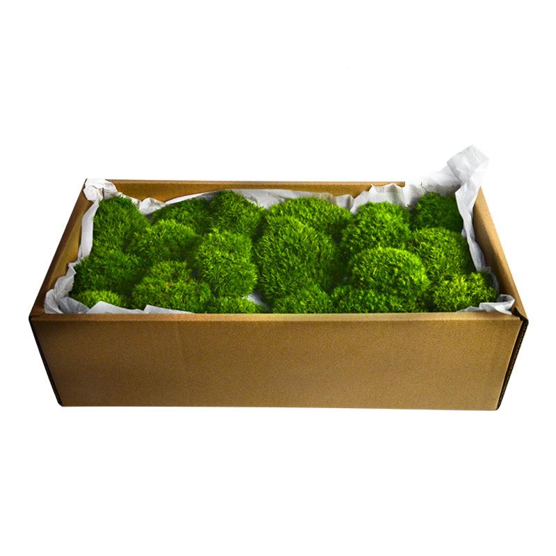 永生苔藓植物墙造苔景藓白发藓水狭叶白发景藓青苔造永生苔藓景室