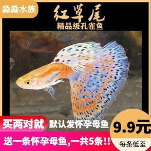 红草尾蓝兰草尾孔雀鱼大尾精品观赏鱼热带水草高端缎带怀孕母纯种