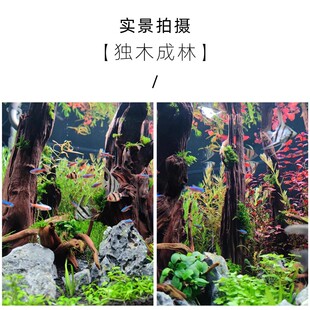 鱼缸造景沉木紫柚木珊瑚木流木虾龟鱼装饰素材根雕摆件晒台