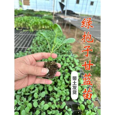 孢子甘蓝苗幼苗盆栽苗秧苗迷你小包菜种籽狍子苞子包子抱子甘蓝苗