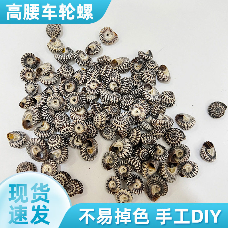 高腰车轮螺鱼缸造景手工配件 微景观水族装饰DIY配饰海螺现货批发