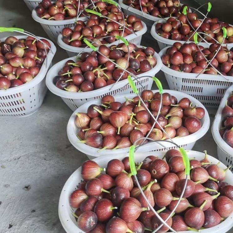 加厚水号10斤F97S7SHT15斤20斤30斤装桃子塑料采大摘篮铁篮提手新