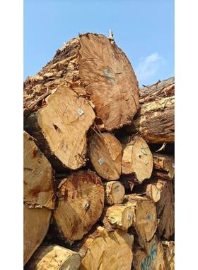 厂家柏木心原木川OFY柏木家黄柏料香柏木实木具柏木寿材料