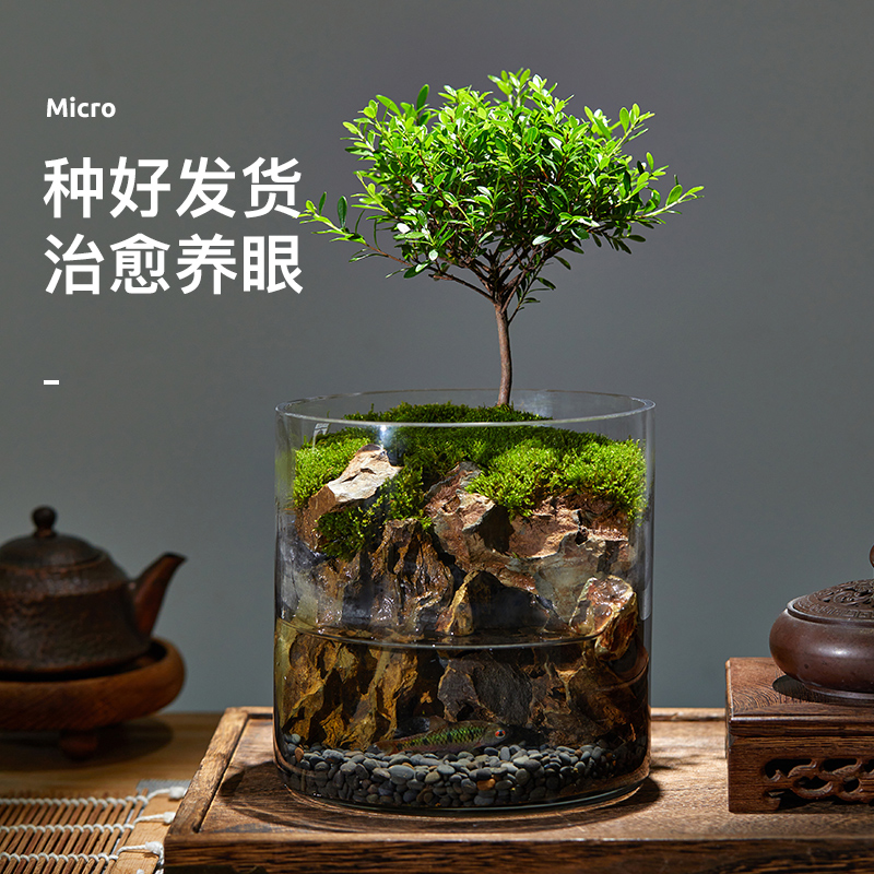 生态瓶苔藓微景观桌面盆栽青苔造景植物闷养鱼缸办公X室内水培绿