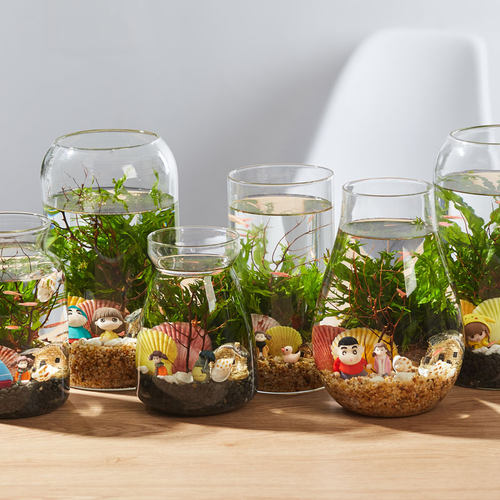 繁殖快的鱼 生态瓶鱼微景观免换水dEiy办公桌面斗鱼小鱼虾造景鱼