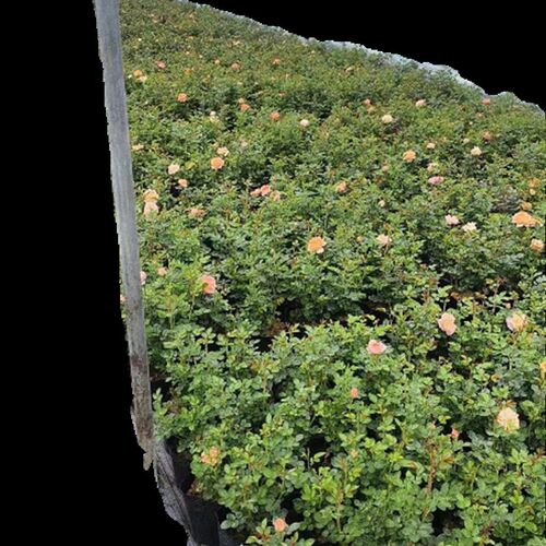 【沙海园c艺】果汁阳台月季盆栽勤花四季开花植物庭院玫瑰盆栽