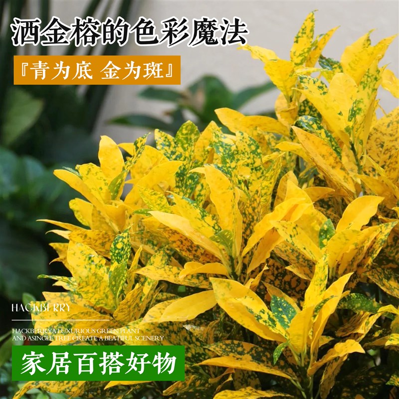 洒金榕变叶木客厅绿m植室内大型植物盆栽变色木开业前台盆景好养