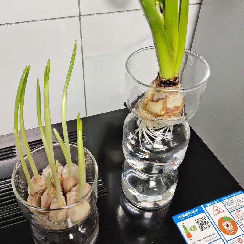 大蒜水培花瓶子水养大蒜玻璃器皿大蒜头透明玻P璃花盆水培大蒜神,鲜花速递/花卉仿真/绿植园艺,花瓶,淘宝优惠券,粉丝福利购,淘宝优惠卷
