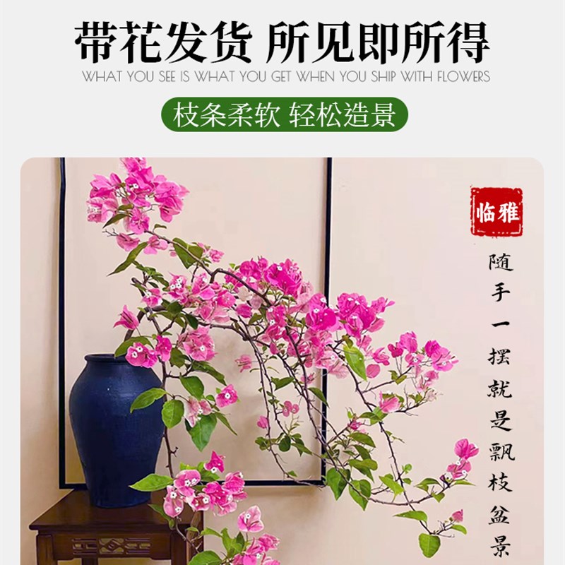 三角梅盆栽带花苞发货漳红樱绿樱马斯精品大苗爬藤植物四季开花卉