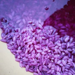 红蓝草紫蓝草广西五色糯米饭植物染料天然紫色植物红蓝叶包粽子