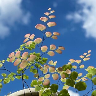 柔情铁线蕨 盆栽 生态雨林缸造景蕨类植物室内桌面耐阴
