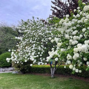 木绣球斗球中华木绣球花园庭院盆栽花卉木本植物花镜搭配绣球花