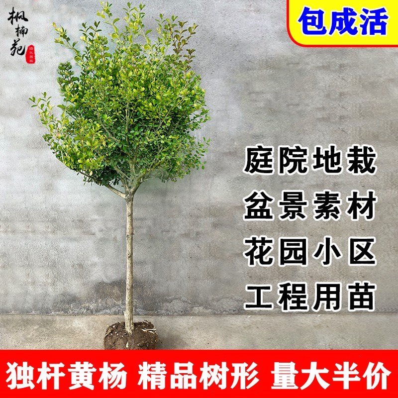 独杆黄杨树苗小叶瓜子黄杨球盆栽庭院地栽造型盆景树桩素材绿化苗