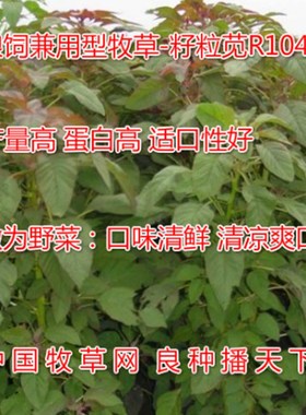 食叶草人吃的蛋白草籽粒苋喂猪养鸡野菜高产牧草种抗干旱阔叶菊苣