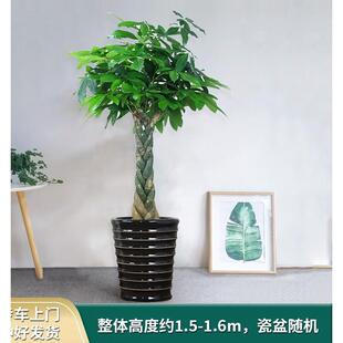 步步高发财树盆栽景摇钱树客厅大颗型绿植物办公室内开业乔迁广州
