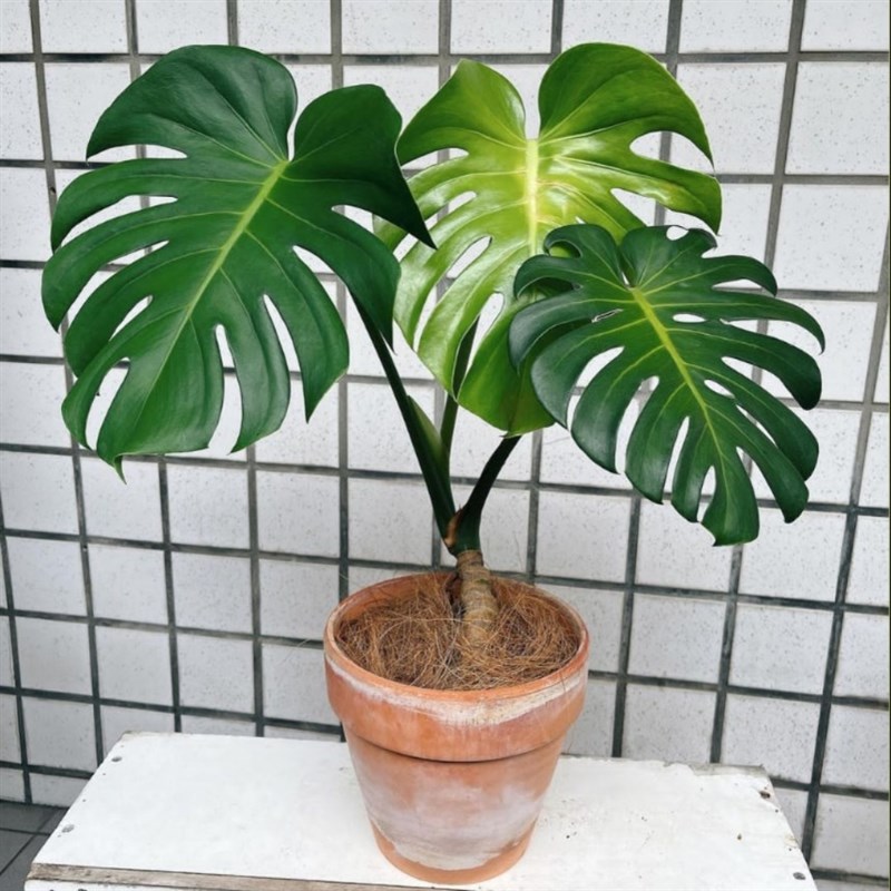 北欧龟背竹水培大叶圆叶室内观叶植物家居客厅绿植净化空气栽好发