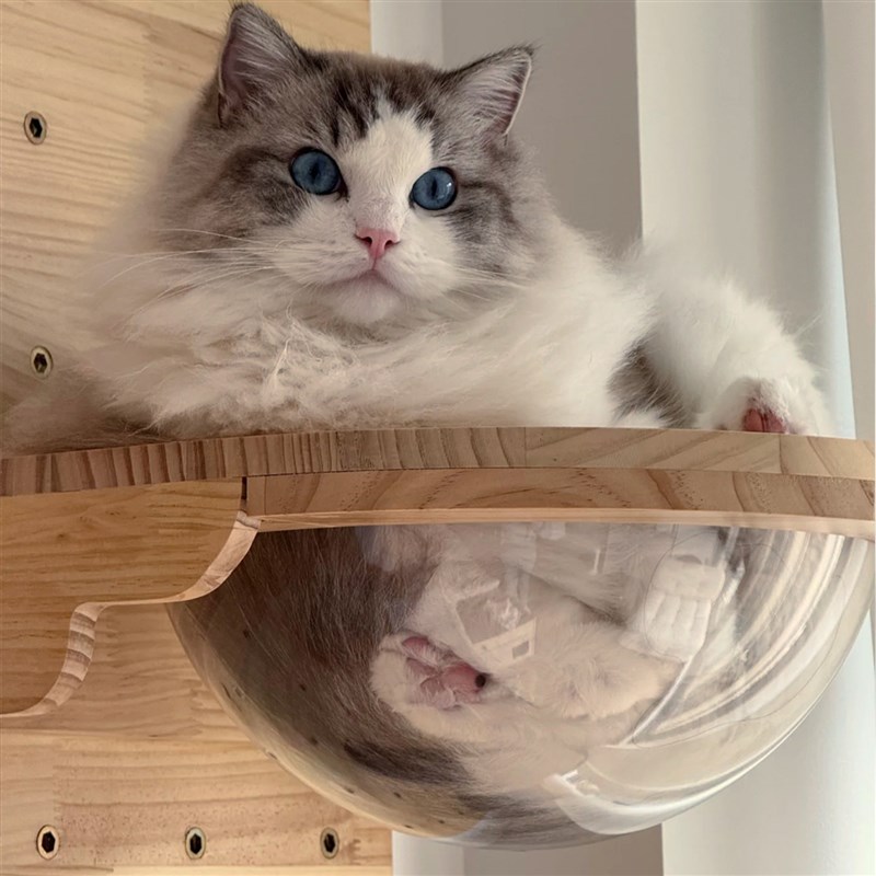 洞洞板猫墙实木猫爬架墙壁式免打孔猫窝一体太空舱猫架子猫咪跳板