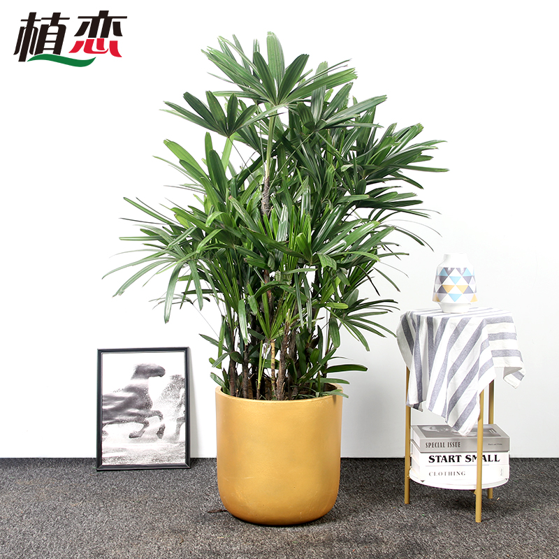 棕竹盆栽盆景 绿植花卉盆栽棕榈竹科灌木室内外庭院四季常绿植物