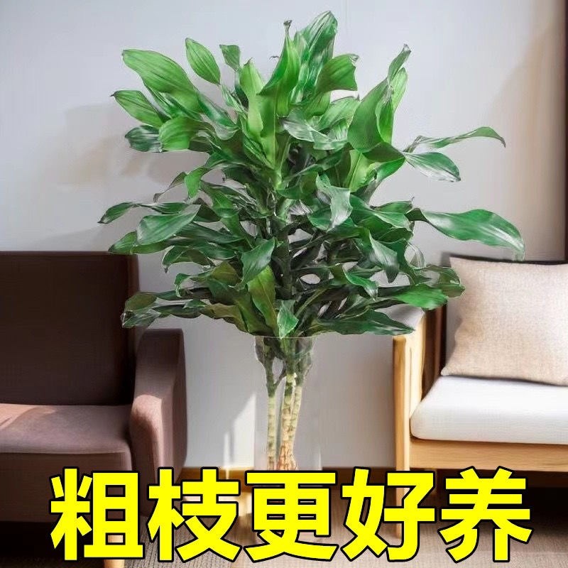 招财螺纹铁富贵竹植物绿萝客厅水培四季常青花卉净化室内盆栽空气