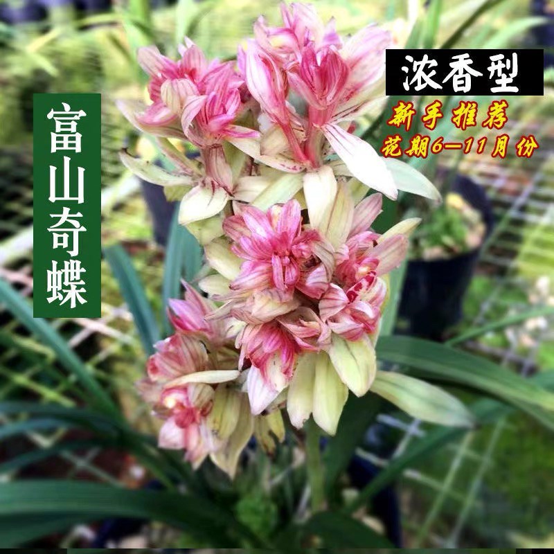 富山奇蝶 三大奇花之首 浓香建兰好养品种6-12月花期室内绿植花卉