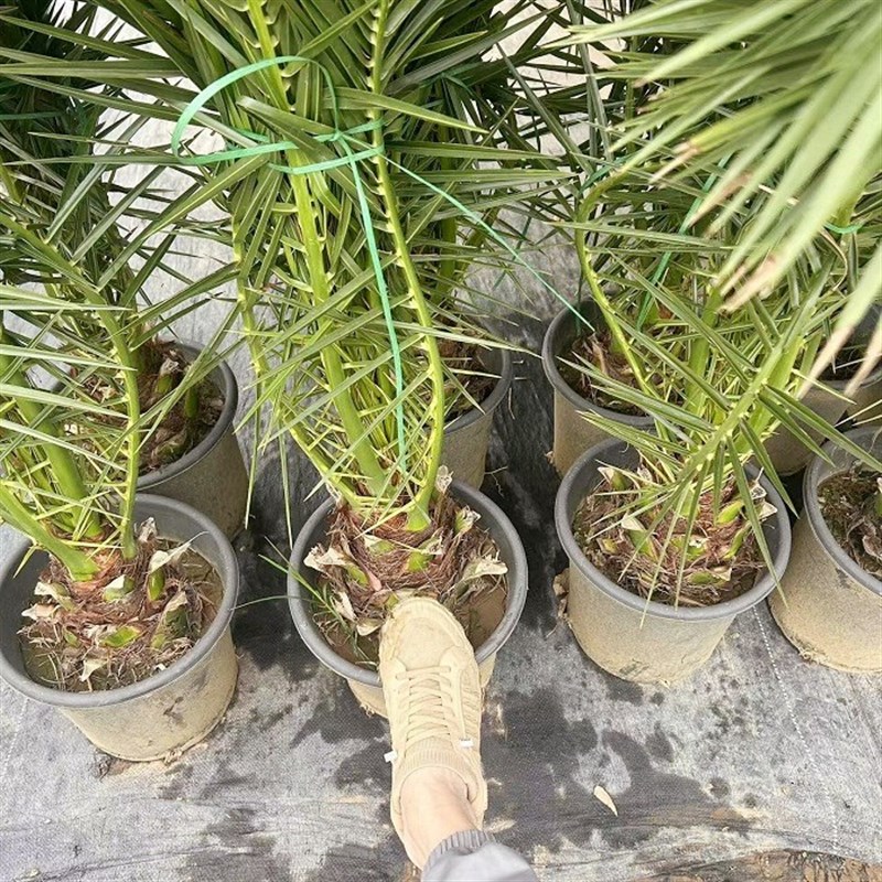 加拿利海枣树庭院户外大型绿植耐寒苗木棕榈海藻四季常青绿化风景