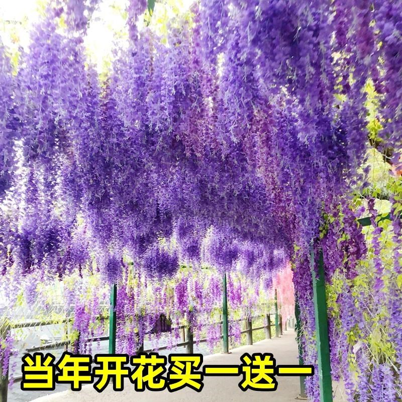 紫藤花树苗爬藤植物庭院围墙四季开花盆栽花苗绿植花卉藤蔓紫藤萝