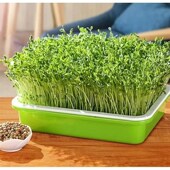 水培芽苗菜种植盘带盖保温保湿 盘加密网格带盖免纸育苗盘家用商用