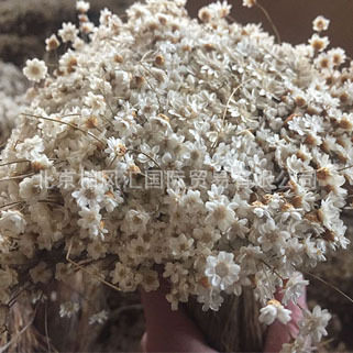 【小雅星花】进口小星迷你小雏菊天然植物自然干花家居摆设拍照