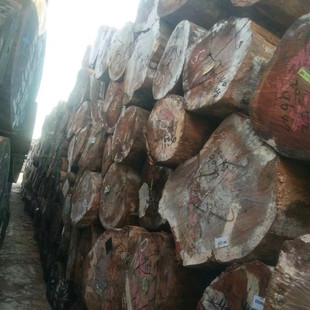 常年大量巴新米仔兰原木 AGL米仔兰家具材 供应