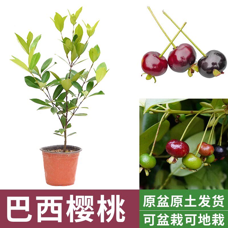 巴西樱桃苗巴西樱珠树苗南北方种植地栽盆栽四季结果黑珍珠樱桃