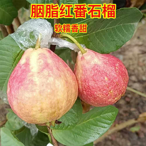 芭少籽乐盆栽地栽番石榴树苗