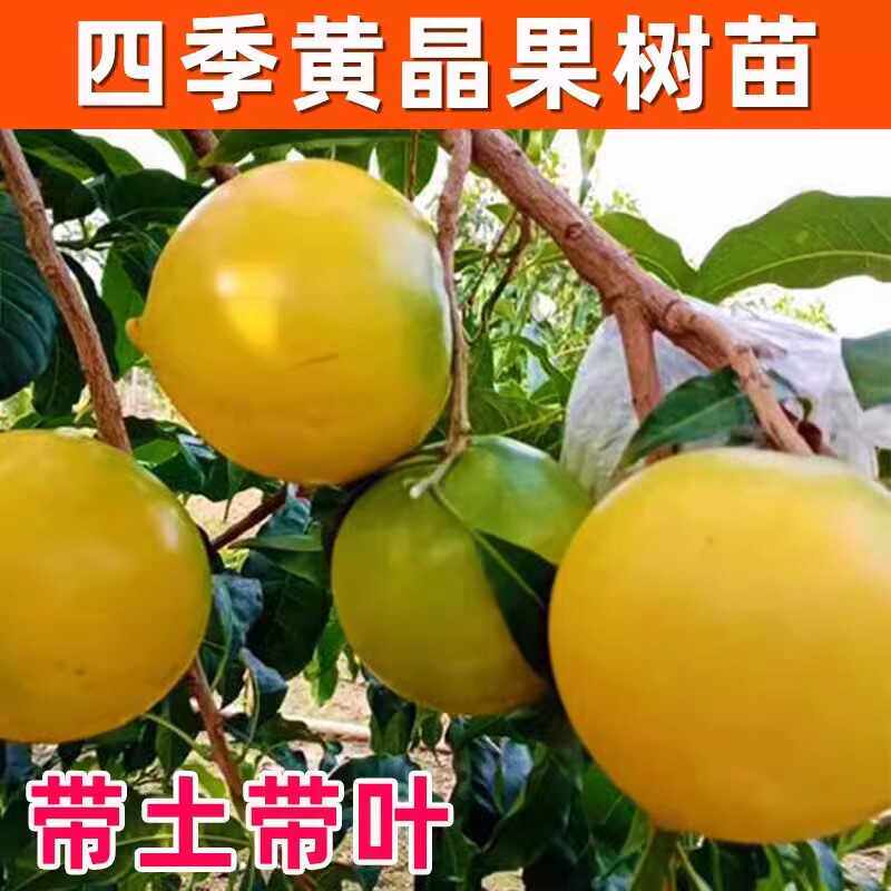 冬蜜黄晶果嫁接苗果树果苗大果盆栽庭院四季种植南方北方当年结果