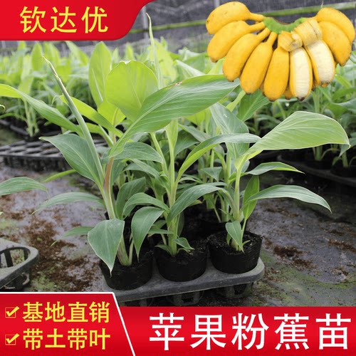 苹果蕉树苗皇帝蕉树苗