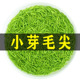 全芽一斤 全芽毛尖2025新茶明前高山嫩芽信阳手工春茶毛尖绿茶