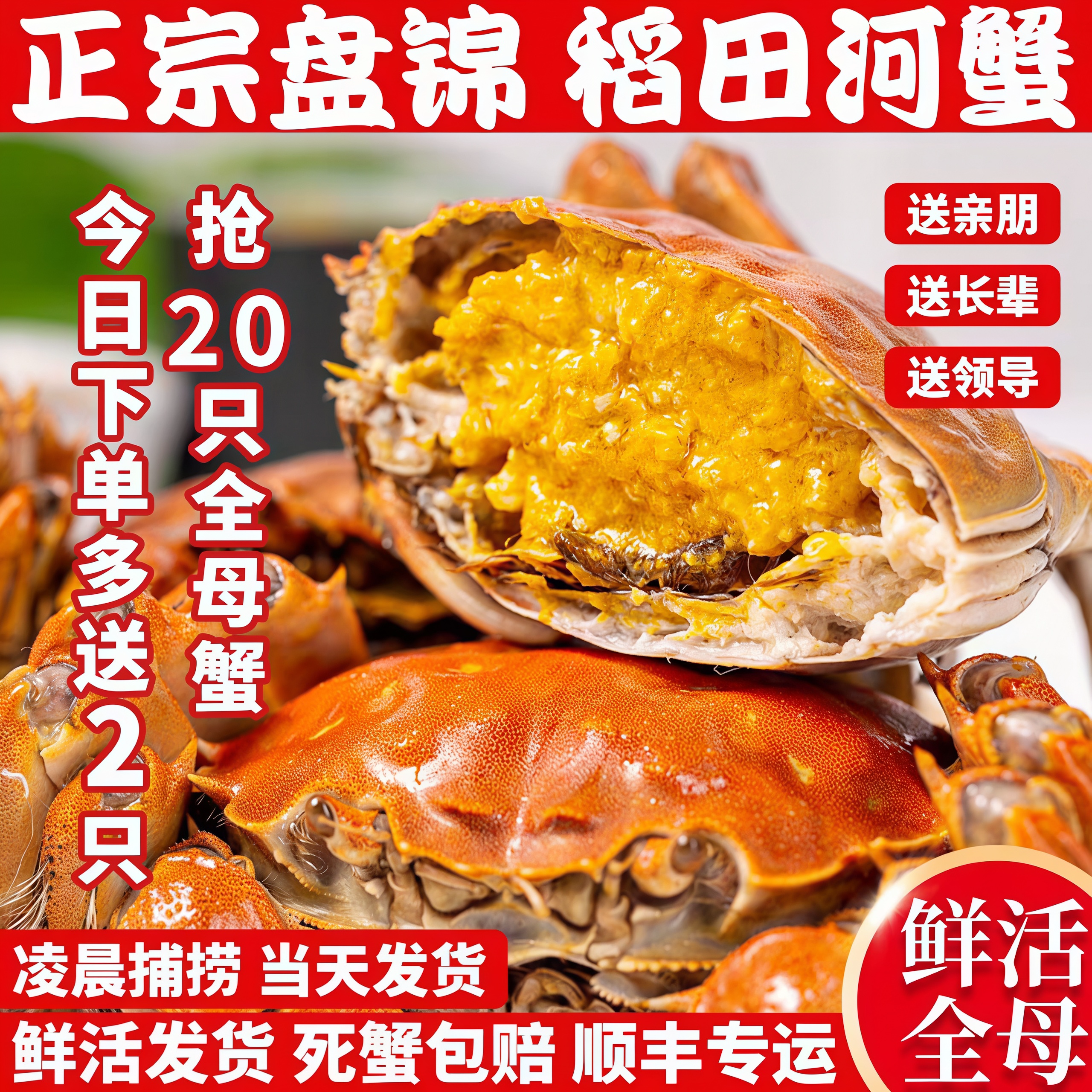 盘锦河蟹鲜活全母蟹大闸蟹活蟹螃蟹鲜活大闸蟹现货新鲜湖蟹顺丰