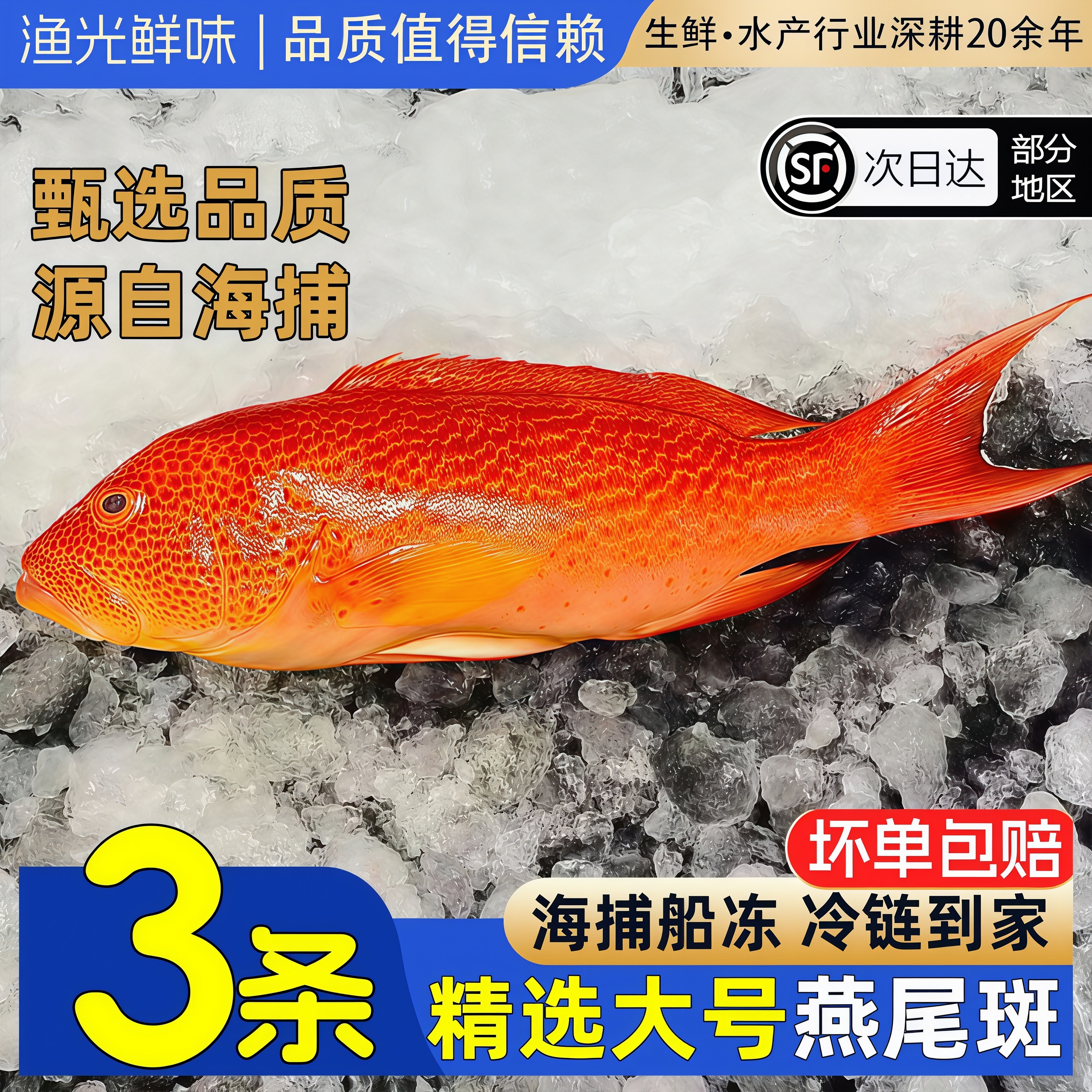 燕尾斑鱼新鲜鲜活冷冻瓜子斑鱼燕尾斑海鲜非海南西沙顺丰整箱包邮