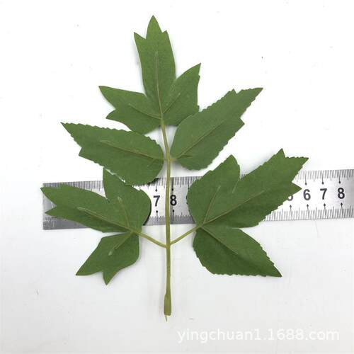 1印8*16C仿真5片牡M丹叶花丝射骨叶5片叶仿真花仿真树丝花绢叶子