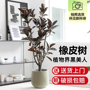 黑金刚橡皮树办公室客厅大型绿植老桩大盆栽植物室内四季好养花卉