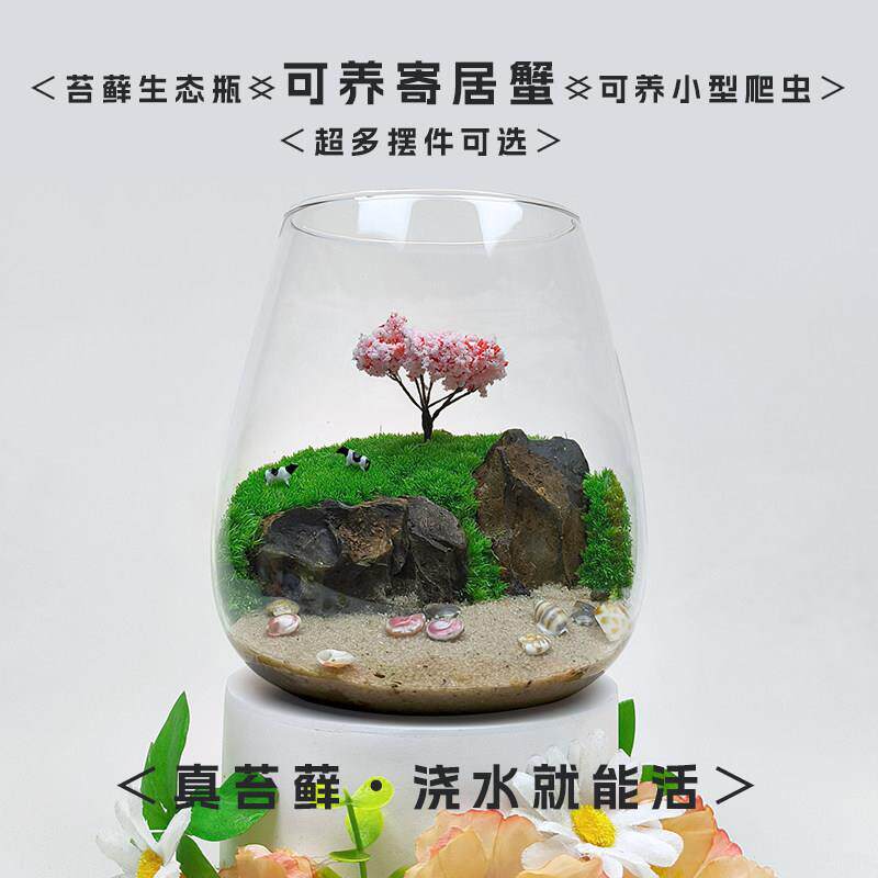 水陆两栖小动物苔藓微景观生态瓶办公室内桌面小盆栽好养创意礼物