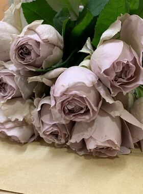 新品慈善月季f扦插清灰紫色中小灌木切花抗病阳台庭院盆栽多季开