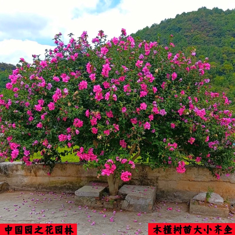 庭院木槿c花树苗围墙围栏绿篱笆四季种植耐寒灌木工程绿化花开百