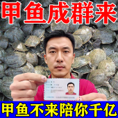 甲鱼小药户外水库钓野生老鳖狂提甲鱼神器捕抓王八专用饵料诱食剂