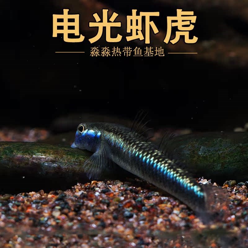 蓝面虾虎鱼 蓝脸侠电光枝桠鰕虎紫身黄瓜闪蓝枝牙原生冷水鱼
