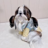 模 纸样猫咪泰迪金P毛法斗喜庆服装 宠物猫狗唐装 拜年服图纸新年装