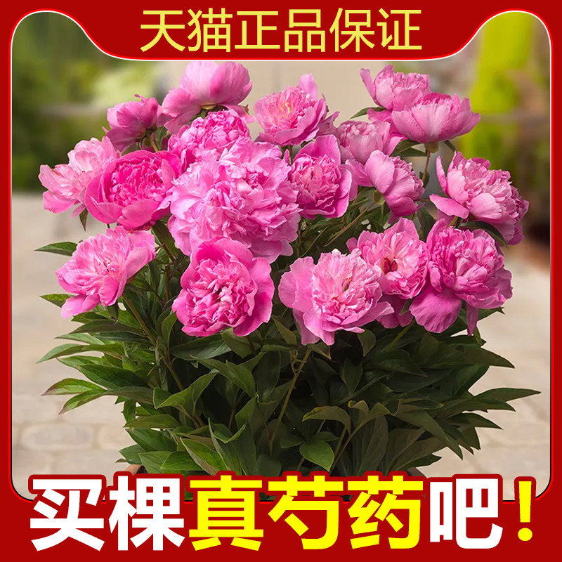 芍药花苗b重瓣带芽大苗鲜花四季开花卉阳台庭院牡丹花种根盆栽植