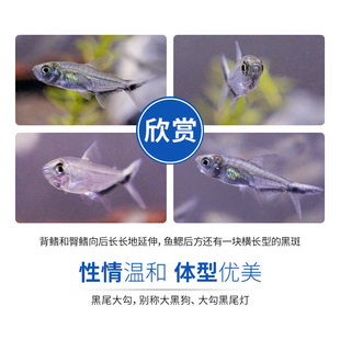 黑尾大勾热带观赏鱼小型淡水好养鱼活鱼苗草缸鱼灯科鱼群游宠物鱼